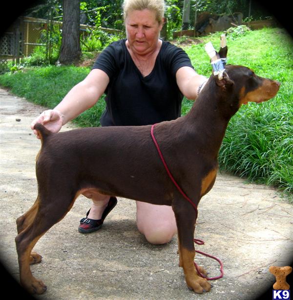 Doberman Pinscher Puppies for Sale